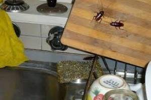 Best way to get rid of cockroaches at home forever