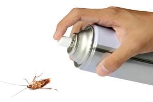 How to get rid of cockroaches at home definitely