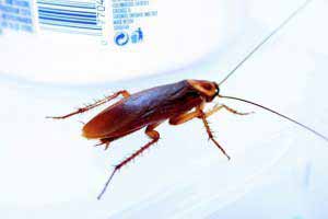How to eliminate cockroaches with vinegar