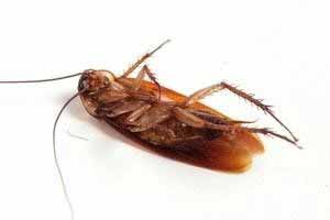 How to kill small cockroaches with insecticides